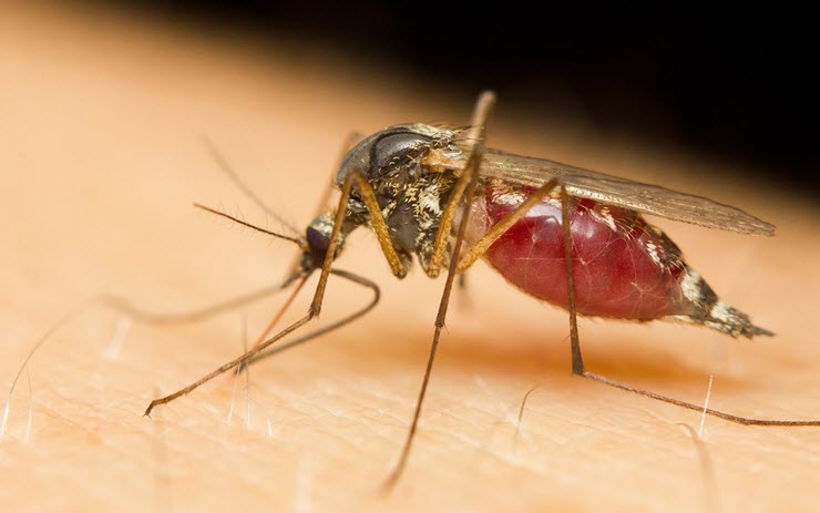 Các nhà khoa học tìm ra “thần dược” chống muỗi đốt cực hiệu quả - 1