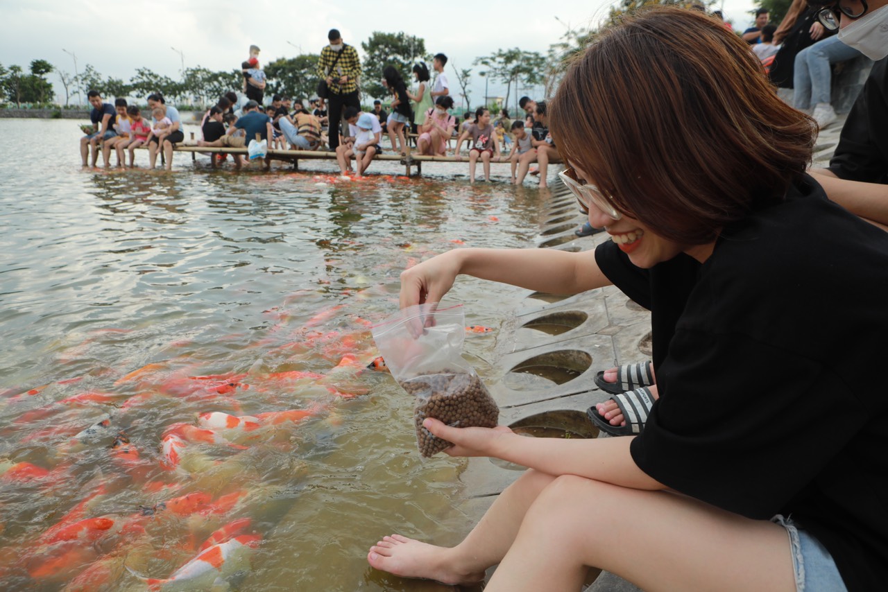 Đàn cá Koi hàng nghìn con thả ở hồ Đầm Đông, người dân Hà Nội tấp nập đến cho ăn - 3