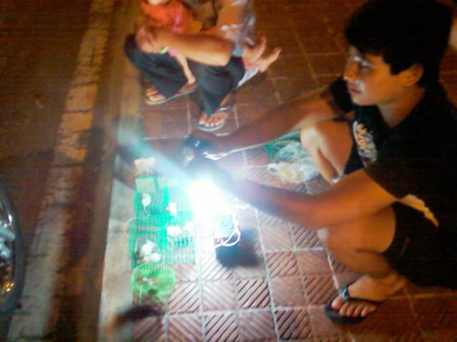 Chơi chuột bạch, lợi bất cập hại - 24H