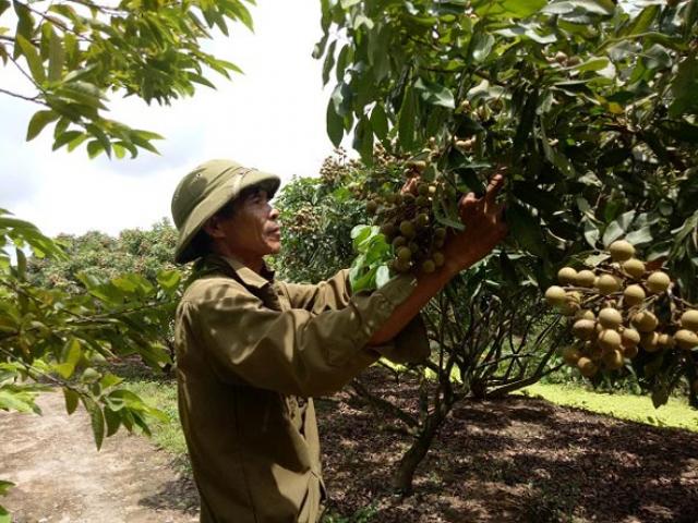 Trồng 5ha nhãn Hương Chi, thu 20 tấn quả, lãi nửa tỷ đồng/năm