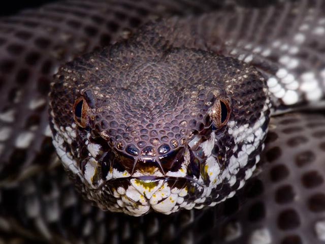 Hãy đến và khám phá vẻ đẹp kỳ lạ của một con rắn đầu đỏ độc nhất vô nhị. Với sự tinh tế trong tái hiện, hình ảnh này sẽ khiến bạn ngỡ ngàng và muốn khám phá hơn về loài rắn này.