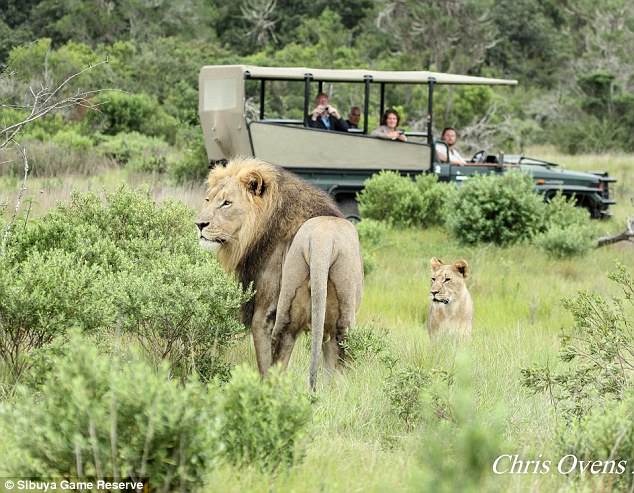 Nam Phi: 3 thợ săn bị đàn sư tử ăn thịt đến mức không nhận ra - 1