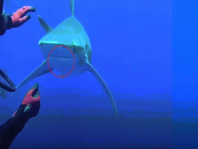 Thợ lặn liều mạng thò tay vào hàm răng sắc nhọn của cá mập để... gỡ lưỡi câu