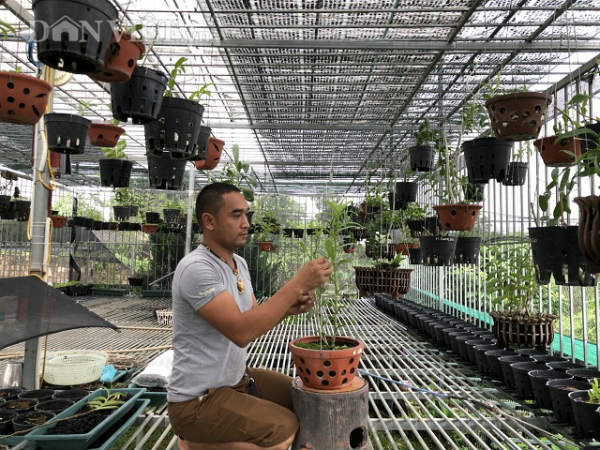 Mô hình trồng lan rừng công nghệ cao xứ trà BLao