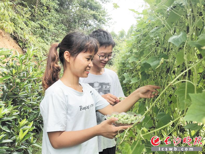 Vừa "quắt" vừa chua, giống dưa "ngón tay" giá 340.000 VND/kg vẫn hút khách - 1