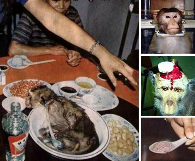 Óc khỉ tươi, món ăn tàn bạo khiến ai cũng thấy ghê sợ - 1