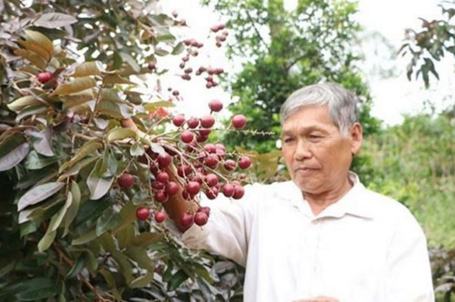 Thực hư chuyện thương lái Thái Lan lùng mua nhãn tím Sóc Trăng - 1