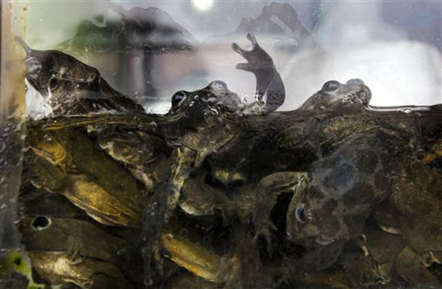 Kinh hãi món sinh tố giải nhiệt bằng ếch tươi của người dân Peru - 1