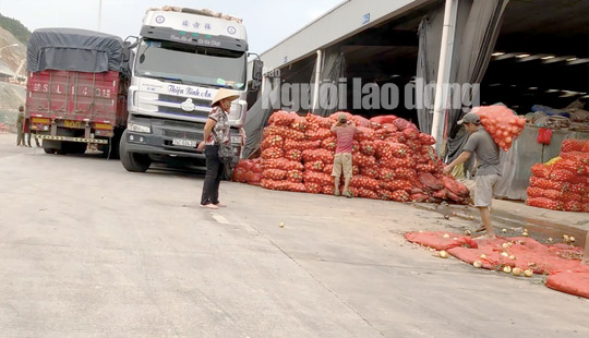 VIDEO điều tra: Đường đi của nông sản Trung Quốc nhái Đà Lạt - 1