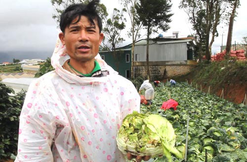 ĐIỀU TRA: Nông sản Trung Quốc nhái - nỗi đau của nông dân Đà Lạt - 1