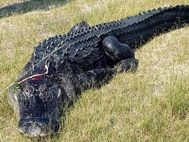 Mỹ: Phát hiện thi thể người trong bụng cá sấu hơn 200 kg