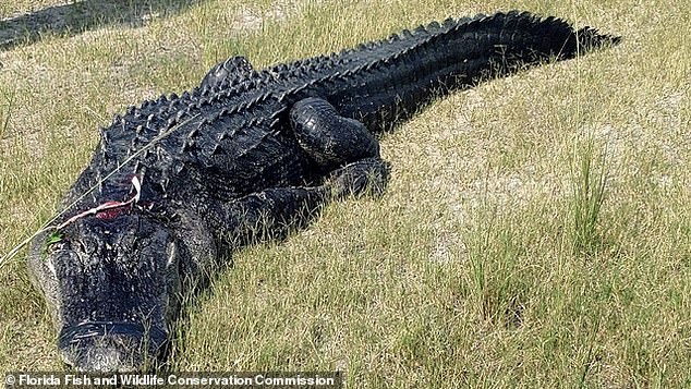 Mỹ: Phát hiện thi thể người trong bụng cá sấu hơn 200 kg - 1
