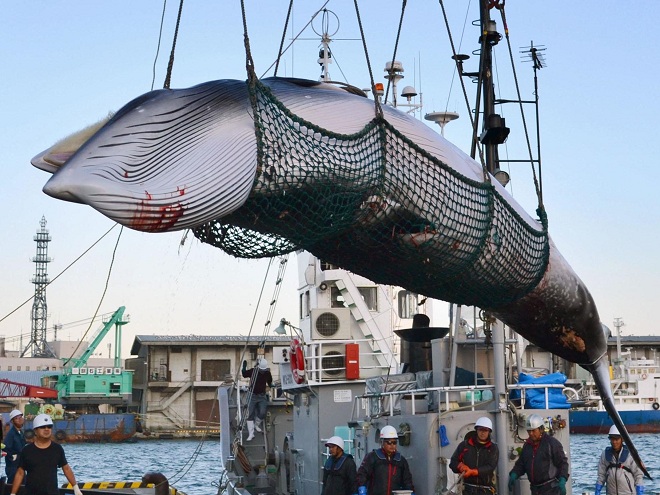 Tàu Nhật Bản lần đầu ra khơi săn cá voi thương mại sau 30 năm - 1