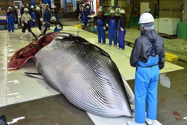 Cận cảnh con cá voi đầu tiên tàu Nhật Bản đi săn về sau 31 năm - 1
