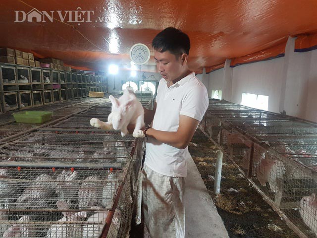 Làm giàu từ mô hình chăn nuôi thỏ  Huyện Chi Lăng