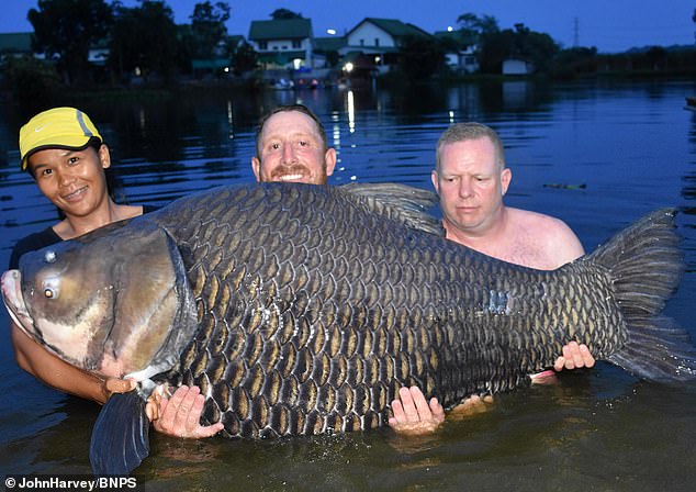 Câu được cá chép khổng lồ nhất thế giới, nặng 105kg ở Thái Lan - 1