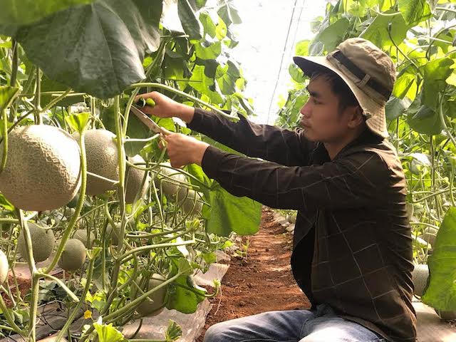 Nghệ An: Trai 9X biến vùng đất cằn thành vườn dưa lưới trĩu quả