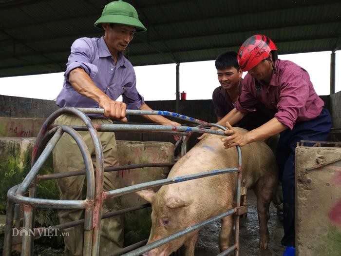 Giá heo hơi hôm nay 5/7: Khắp nơi lên giá, chợ lợn Hà Nam bán chạy