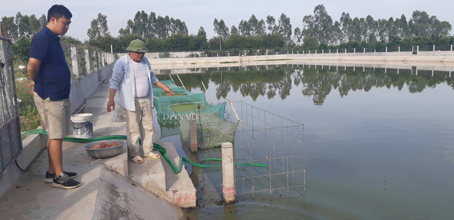 Nuôi loài "thủy quái" dưới ao thích ăn thịt lợn, mỗi năm thu tiền tỷ