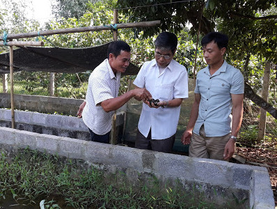 Nuôi loài ốc siêu đẻ trong bể xi măng, chỉ ăn rau cỏ mà có tiền to