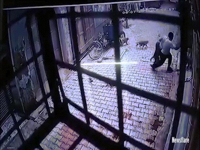 Đang đi, người đàn ông bị bầy khỉ quây lại ”đánh hội đồng”