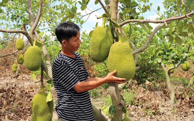 Cục Trồng Trọt lên tiếng cảnh báo việc dân trồng ồ ạt cây mít Thái - 1