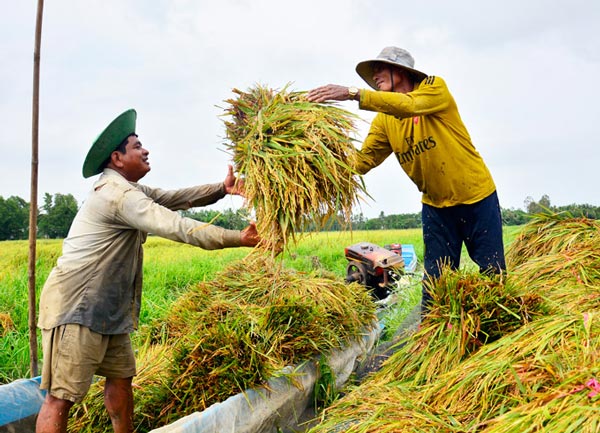 Kiên Giang: Bì bõm lội nước cắt lúa, dân lỗ nặng vì lái chê ỏng eo
