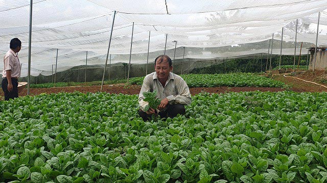 Lâm Đồng: Chỉ trồng rau thôi, mỗi tháng lời gần 70 triệu đồng
