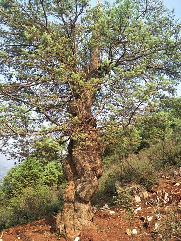 Vị đại gia phải đi bộ 2 ngày, mất hơn tỷ đồng để mang "quái kiệt" trong rừng về chơi