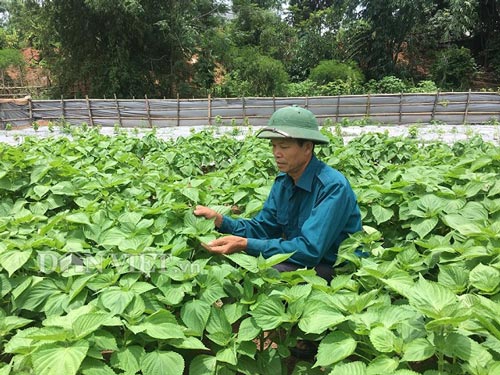 Trồng tía tô Hàn Quốc tốt ngời ngời - cách làm giàu mới ở Sơn La