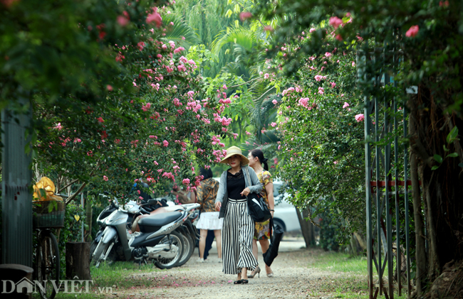 Ảnh: Khu vườn 100 gốc hoa tường vi đẹp lung linh ở Hà Nội - 1