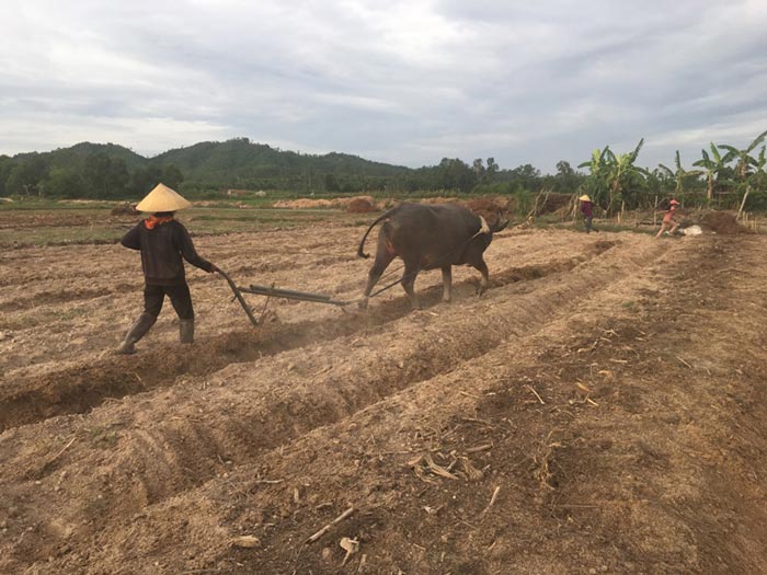 Nghệ An: Trồng củ "khắc tinh" của cảm cúm, cả làng khấm khá