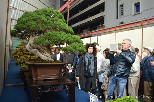 Tại sao cây cảnh bonsai lại có giá trên trời?