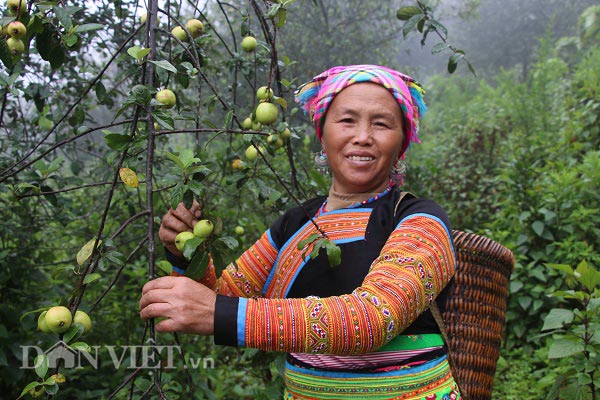 Tỷ phú người Mông làm giàu nhờ giống táo bé tí trên rẻo cao mây mù