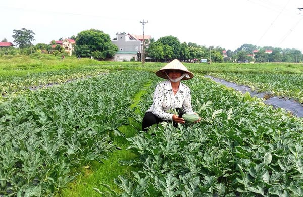 Thương lái tới tấp mua dưa hấu, dân Bắc Giang lãi 11 triệu/sào