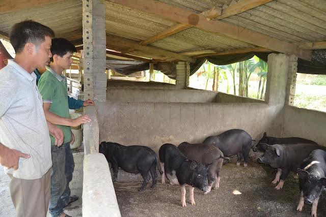 Làm giàu ở nông thôn: 9X xứ Nghệ viết kỳ tích ở Khe Voong