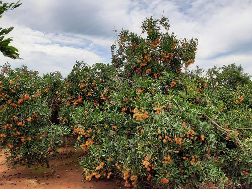 Ngắm vườn chôm chôm cho hàng chục tấn quả, thu bạc tỷ ở Gia Lai