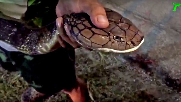 Video: Bắt hổ mang chúa khổng lồ dài 5m vừa nuốt sống kỳ đà - 1