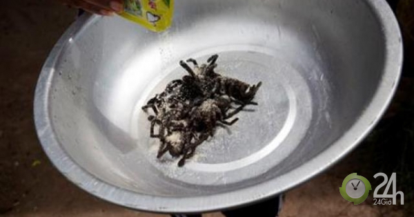Săn nhện vằn kiếm vài triệu một ngày "ngon ơ"