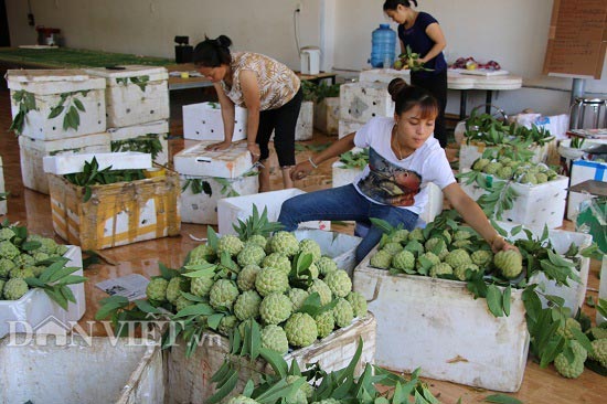 Mùa na tiền tỉ trên đất Mai Sơn, giá bán tại vườn 50.000 đồng/kg
