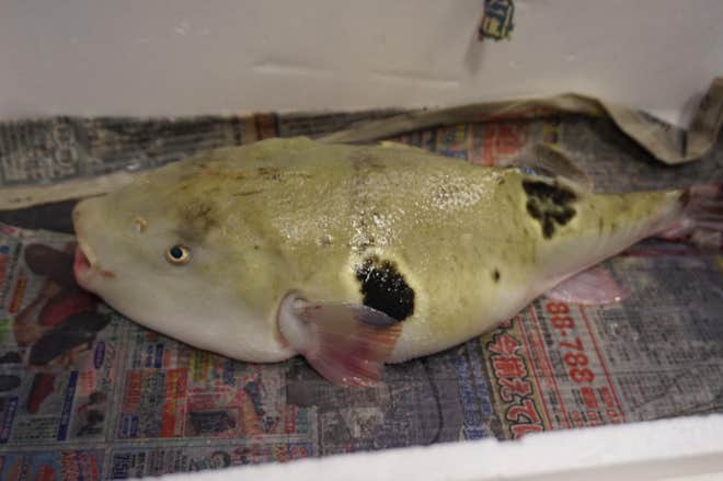 Con cá vừa xấu xí vừa kịch độc mà có giá gần 7 triệu một miếng bé xíu