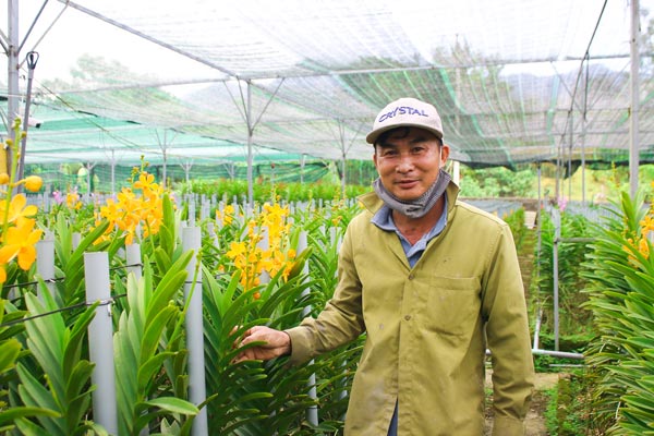 Loài lan kiêu sa nơi núi rừng Đà Nẵng cho thu nhập 30 triệu/tháng