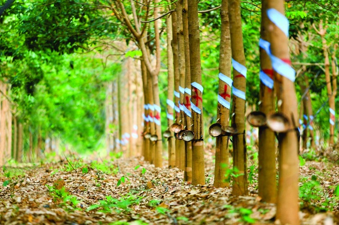 Đại gia Bình Dương gặp thời nhờ nắm quỹ đất cao su "khủng" - 1