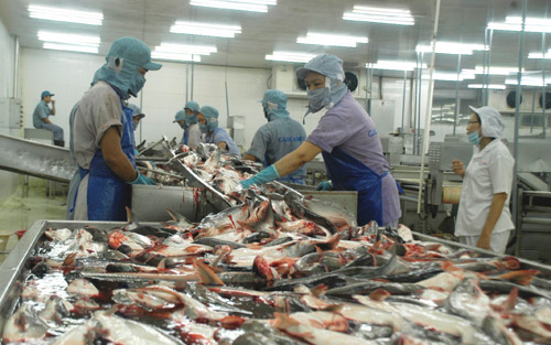 Trung Quốc cũng tự nuôi, cá tra Việt hết "một mình một chợ"