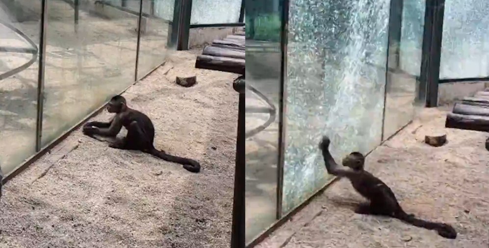 Video: Con khỉ tinh ranh vác đá đập vỡ lồng kính hòng tẩu thoát - 1