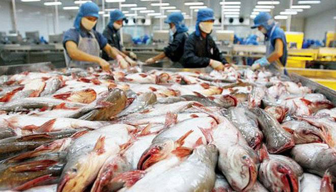 Giá cá tra sụt giảm, cổ phiếu DN cá tra lại tăng trưởng… âm - 1