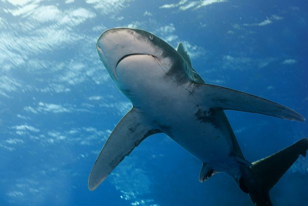 Cận Cảnh độ Nguy Hiểm Của Loai Ca ăn Thịt Người Piranha