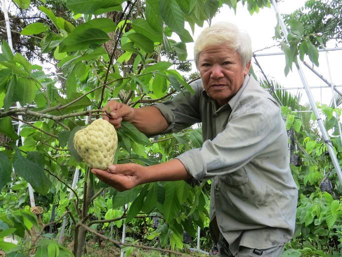 Lão nông với vườn mãng cầu dai cho trái khổng lồ