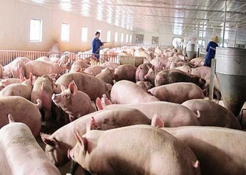 Trung Quốc tăng nhập khẩu thịt lợn Việt Nam, giá lợn hơi tăng phi mã