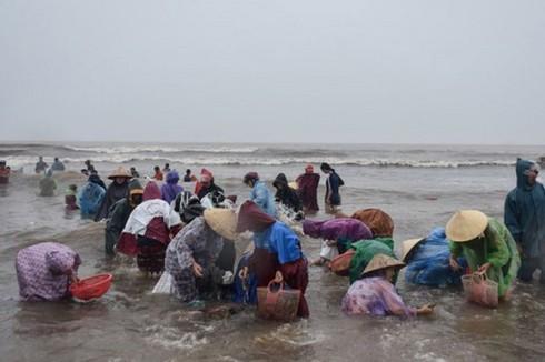Hà Tĩnh: Sau lũ, dân đổ xô ra biển vớt sò mai, thu nhập gần 10 triệu đồng mỗi ngày